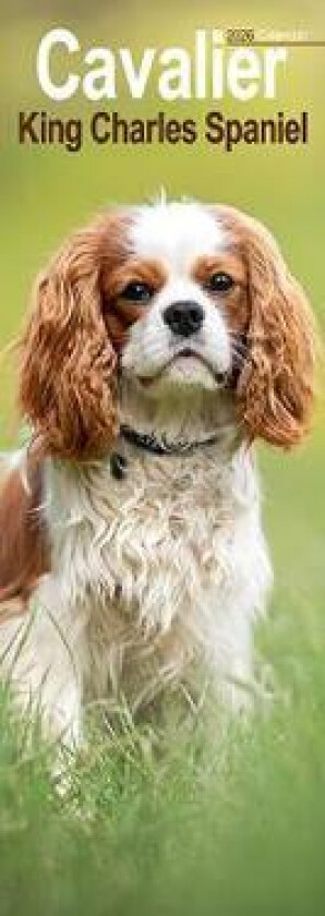 Cavalier King Charles Slim Calendar 2026 Dog Breed Slimline Calendar - 12 Month