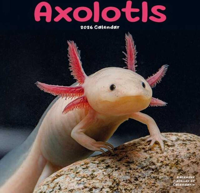 Axolotls Kalender 2026 Square Animal Kalender 16 Month