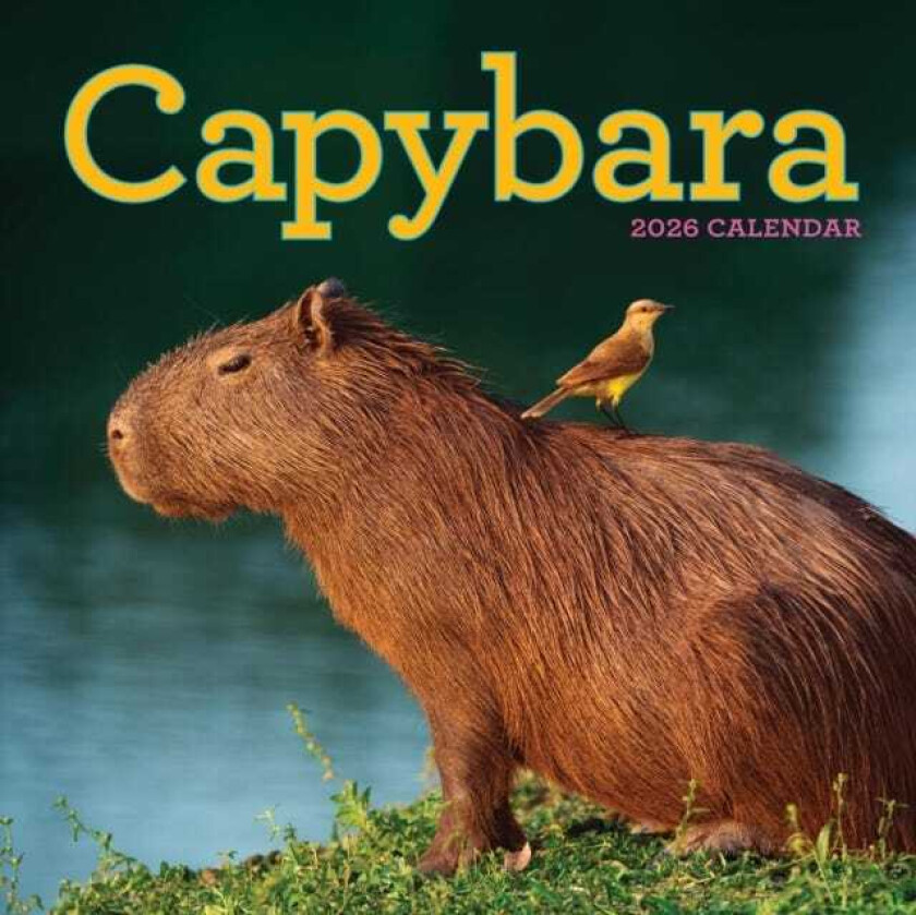Capybara Kalender 2026