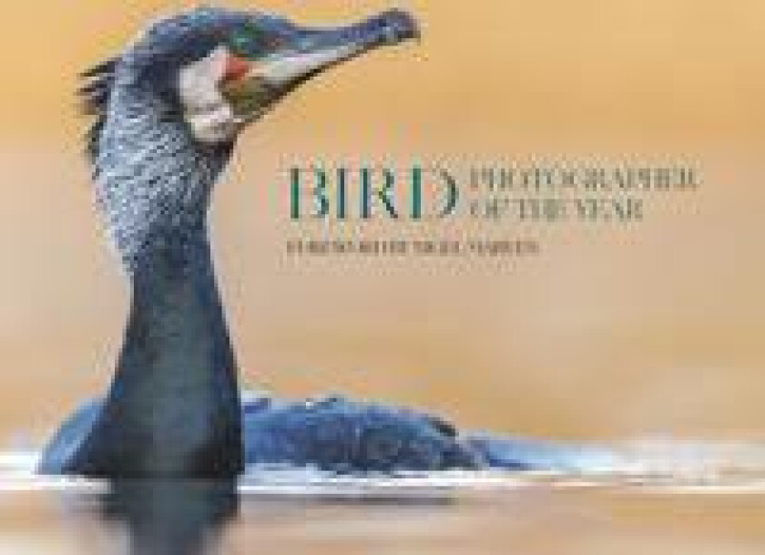 Bird Photographer of the Year