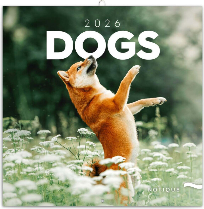 Bilde av Kalender 2026 Dogs 30X30Cm