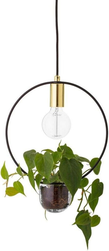 - Caralina Plant 2 Pendel Gull