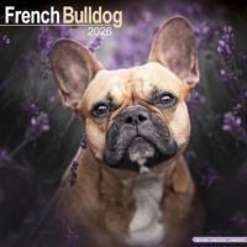 French Bulldog Calendar 2026 Square Dog Breed Wall Calendar - 16 Month