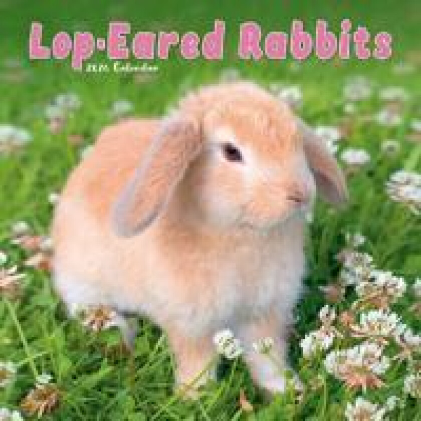 Rabbits - Lop Eared Calendar 2026 Square Animal Wall Calendar - 16 Month