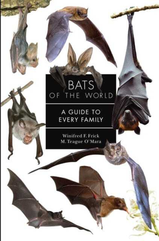 Bats of the World A Guide to Every Family