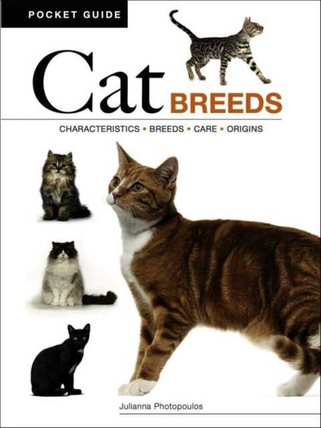Cat Breeds Characteristics * Breeds * Care * Origins