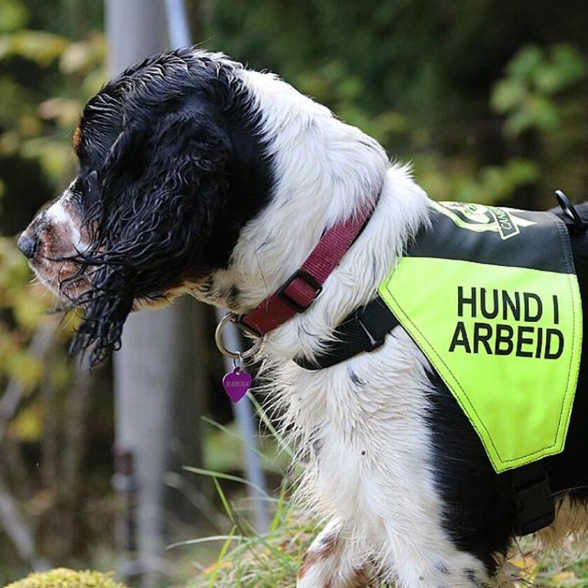 Canelana Markeringsdekken med tekst Hund i Arbeid - Xsmall