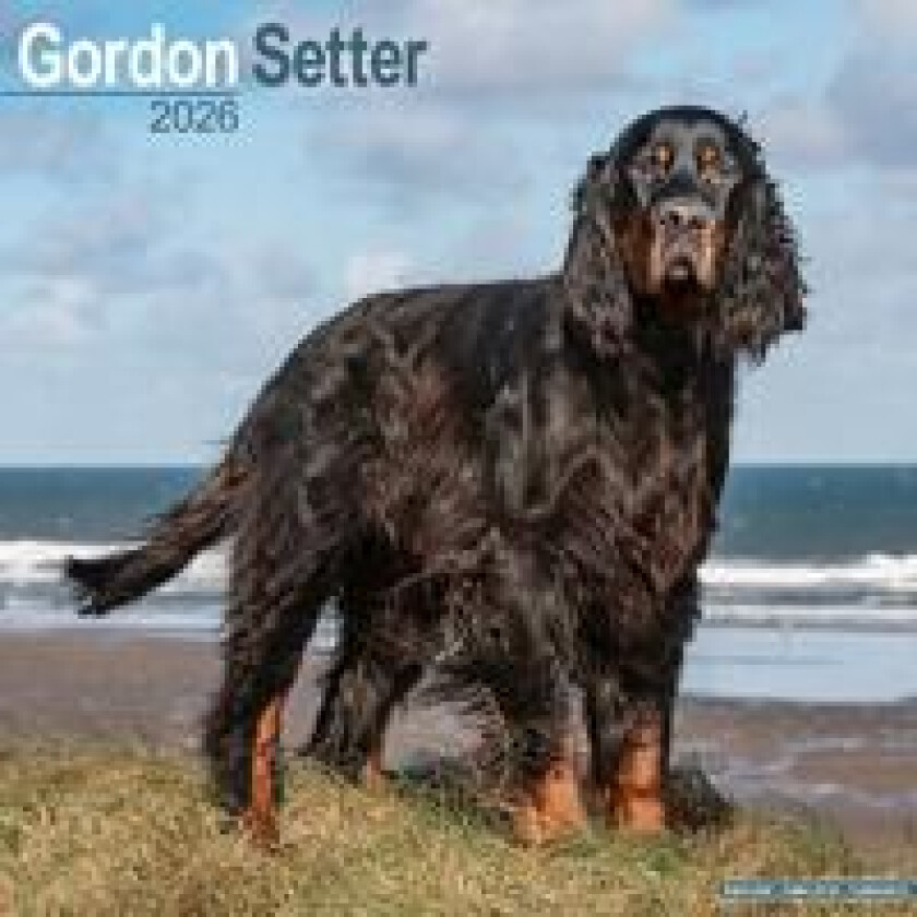 Gordon Setter Calendar 2026 Square Dog Breed Wall Calendar - 16 Month