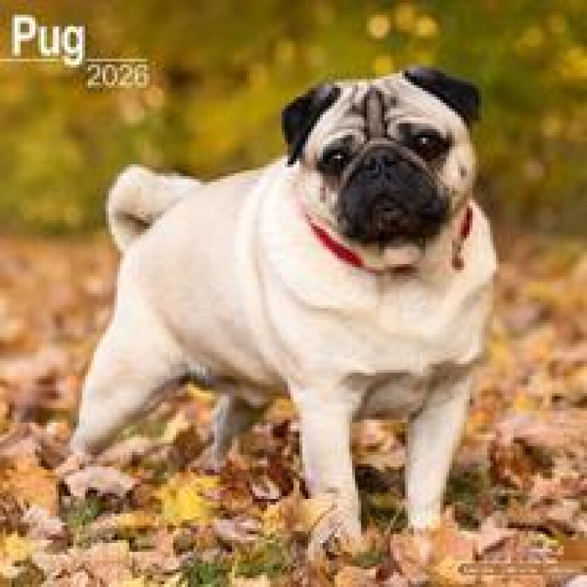 Pug Calendar 2026 Square Dog Breed Wall Calendar - 16 Month
