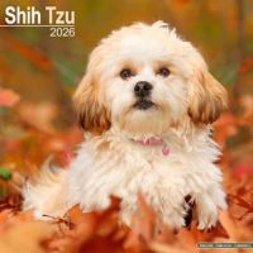 Shih Tzu Calendar 2026 Square Dog Breed Wall Calendar - 16 Month