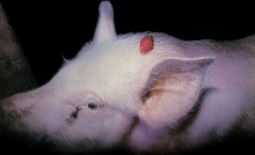 The Damned Strawberries CD