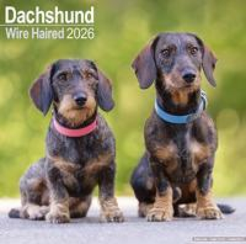 Wirehaired Dachshund Calendar 2026 Square Dog Breed Wall Calendar - 16 Month