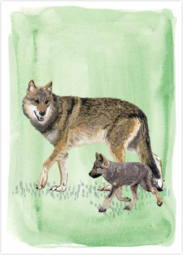 Bilde av Gratulasjonskort Ulv - Myrte