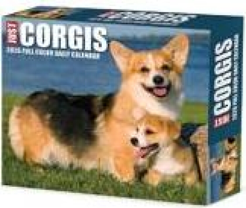 Corgis 2026 Box Calendar