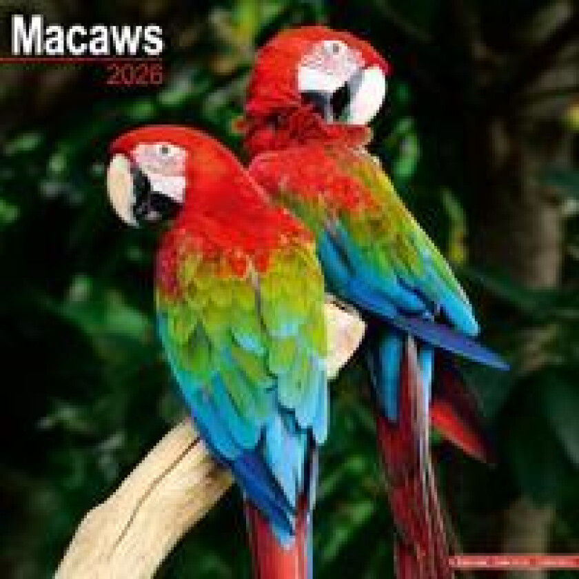 Macaws Calendar 2026 Square Bird Wall Calendar - 16 Month