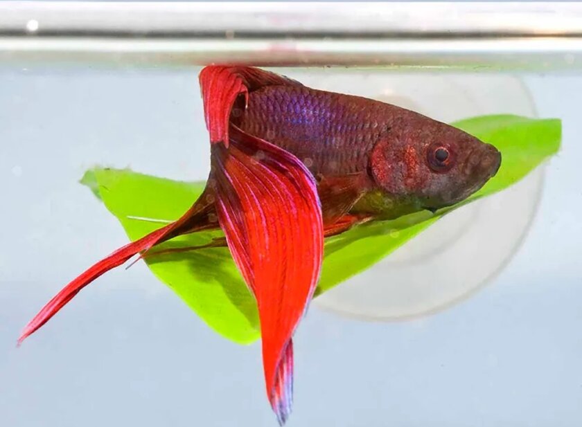 Zoo Med Betta Bed Leaf Hammock