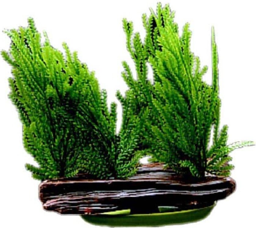 Plastplante Java mose