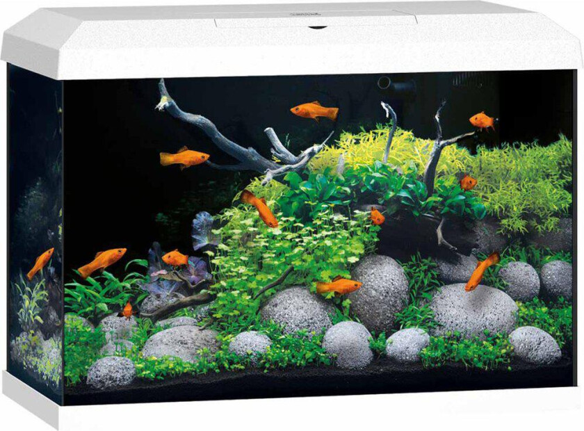 Juwel akvarium Primo 70ltr 2.0 61x31x44cm - Hvit
