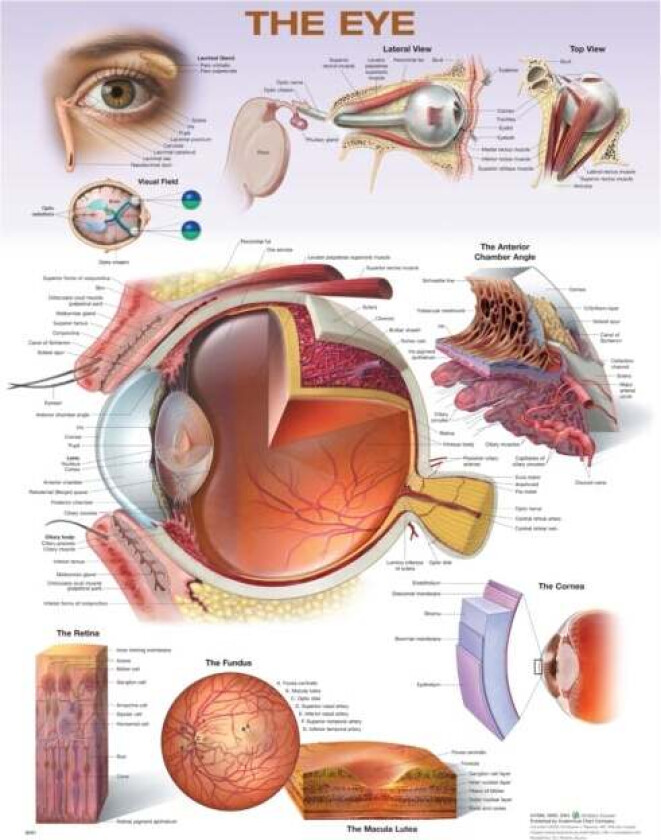 The Eye Anatomical Chart