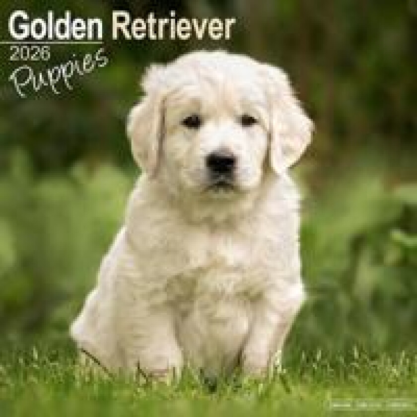 Golden Retriever Puppies Calendar 2026 Square Dog Puppy Breed Wall Calendar - 16 Month