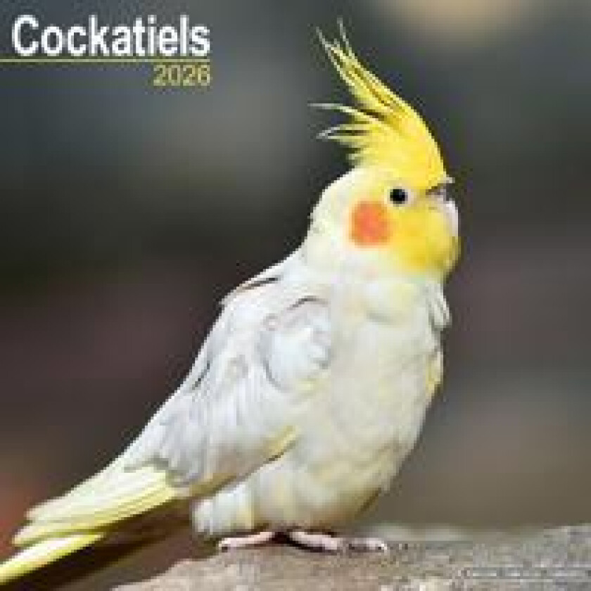 Cockatiels Calendar 2026 Square Bird Wall Calendar - 16 Month