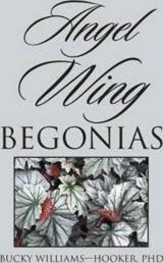 Angel Wing Begonias