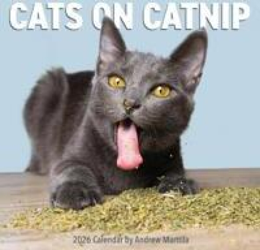 Cats on Catnip Wall Calendar 2026