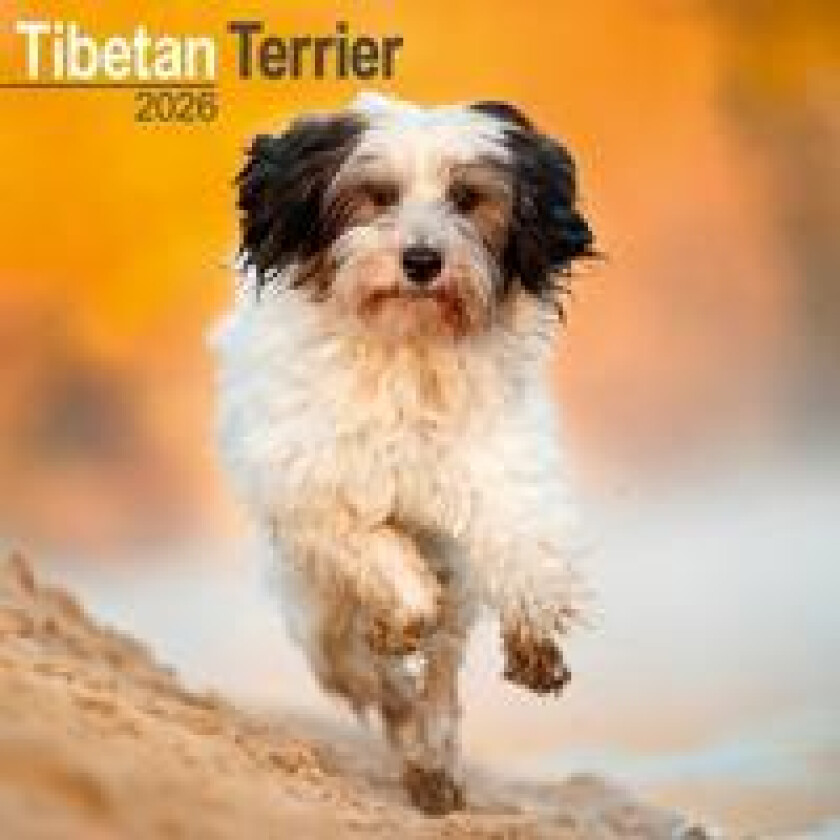 Tibetan Terrier Calendar 2026 Square Dog Breed Wall Calendar - 16 Month