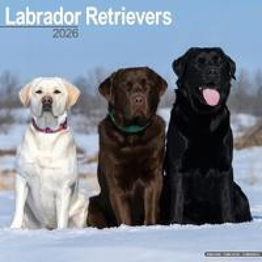 Labrador Retrievers (Mixed) Calendar 2026 Square Dog Breed Wall Calendar - 16 Month