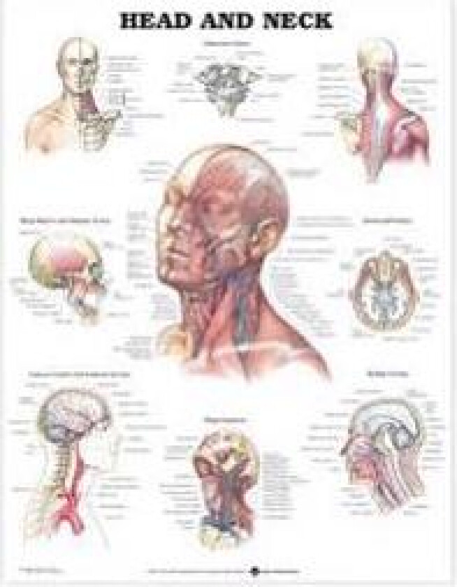 Head and Neck Anatomical Chart
