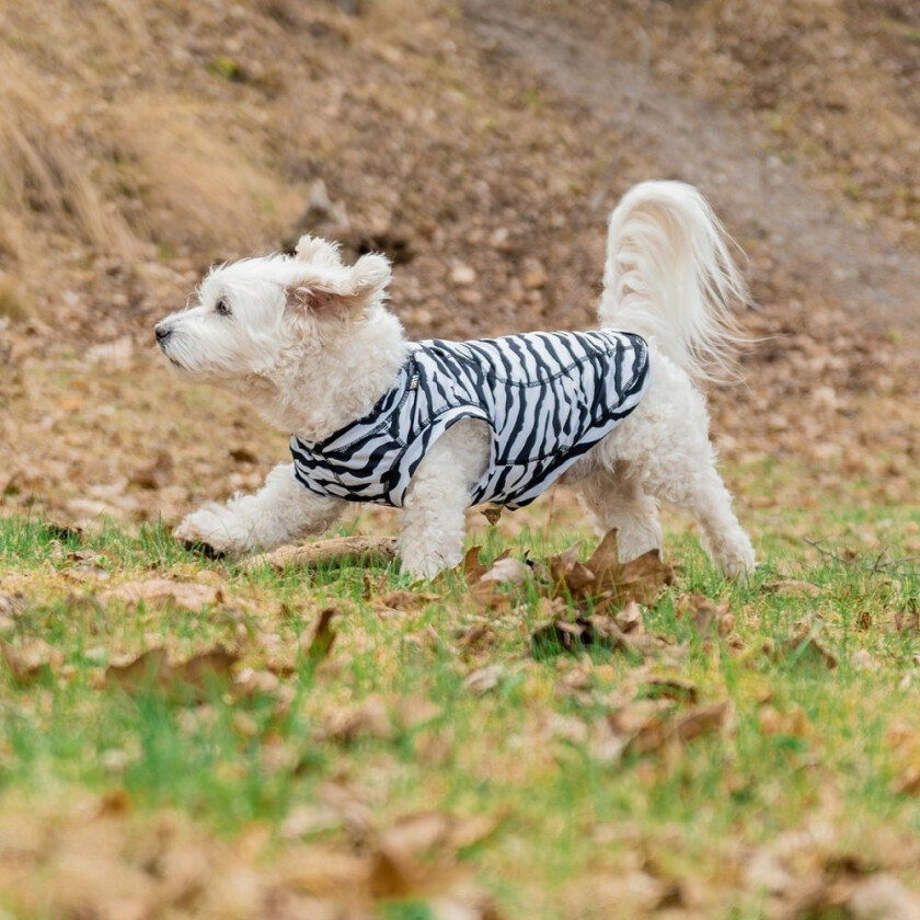 Zebra Hundetrøye (S)