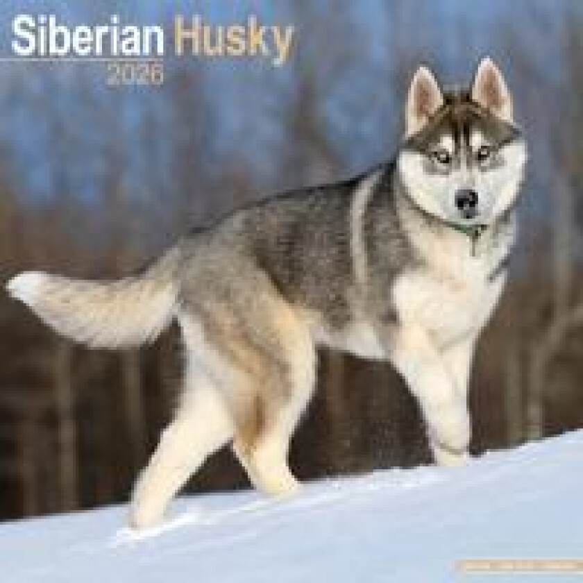 Siberian Husky Calendar 2026 Square Dog Breed Wall Calendar - 16 Month