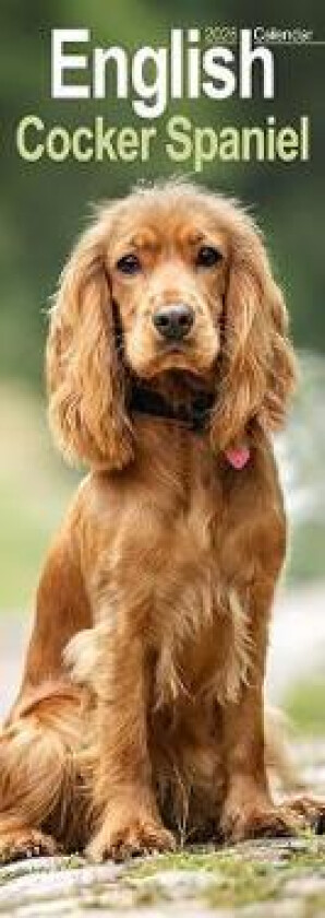 English Cocker Spaniel Slim Calendar 2026 Dog Breed Slimline Calendar - 12 Month