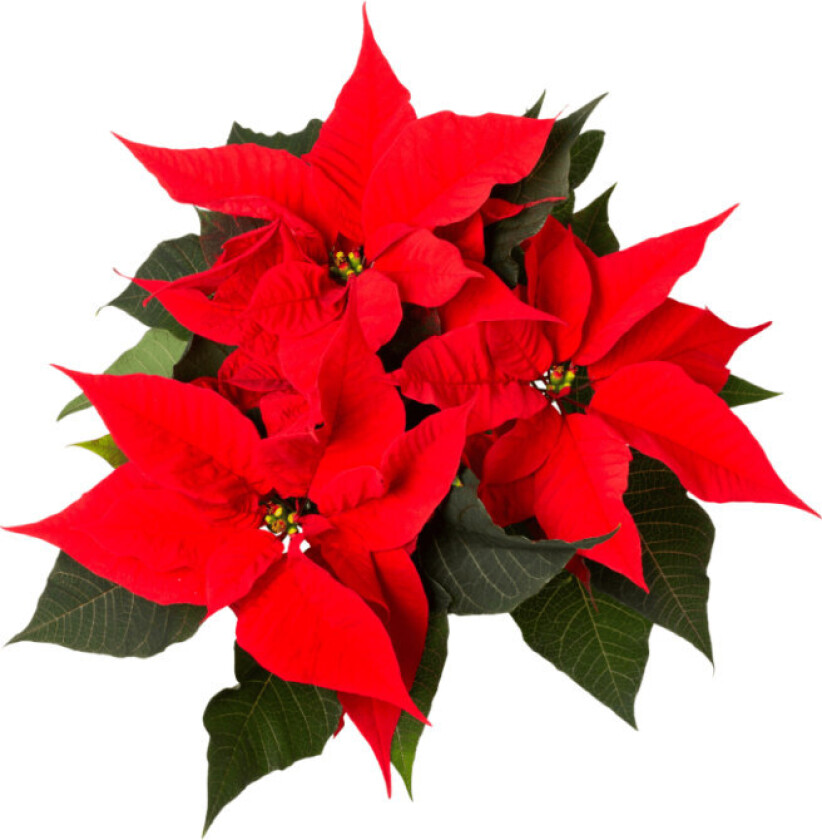 Julestjerne Rød Flergrenet 12cm