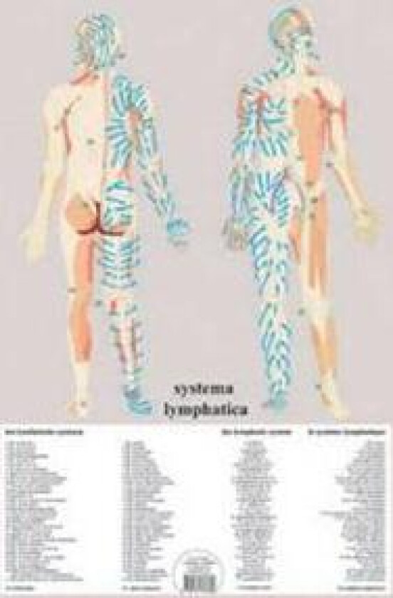 Systema Lymphatica -- A2