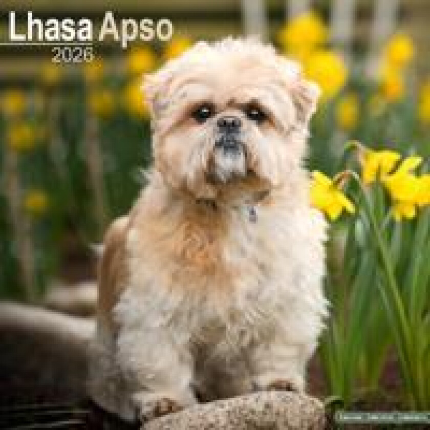 Lhasa Apso Calendar 2026 Square Dog Breed Wall Calendar - 16 Month