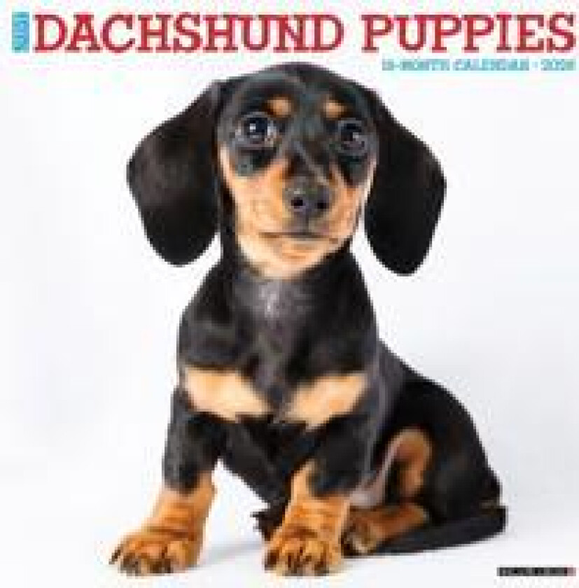 Dachshund Puppies 2026 12 X 12 Wall Calendar