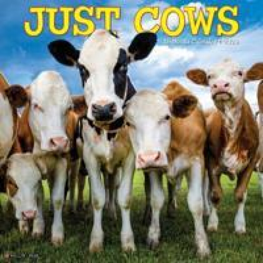 Cows 2026 Wall Calendar