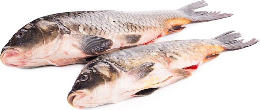 Karpe hel Vill pr Kg