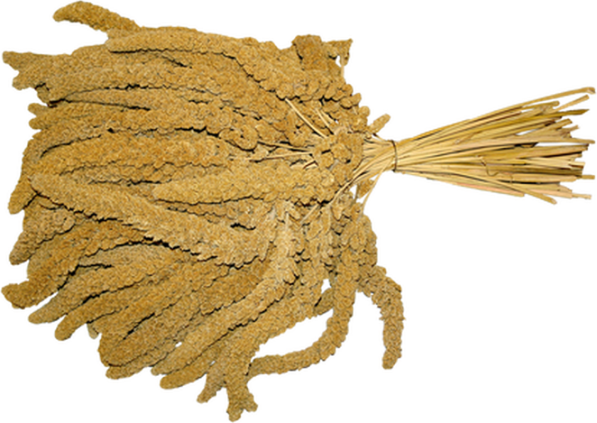 Bilde av Hirsekolbe fransk XL 15kg - Fugl - Snacks - Imazo