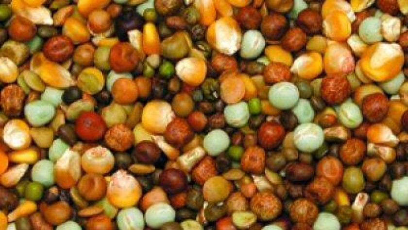 Frøblanding Grønn 5 kg - Fugl - Fuglefôr - Bello