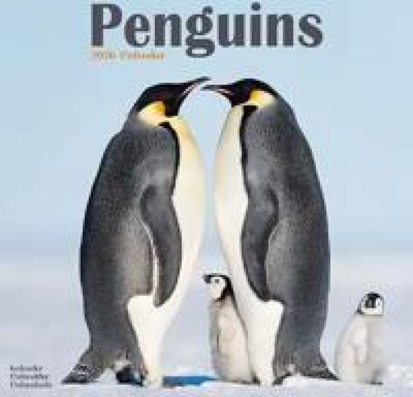 Penguins Calendar 2026 Square Animal Wall Calendar - 16 Month