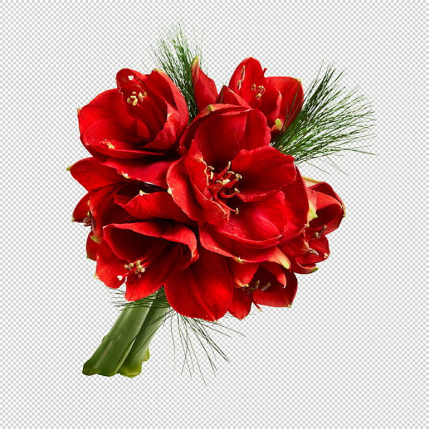 Amaryllis 2pk med Grønt