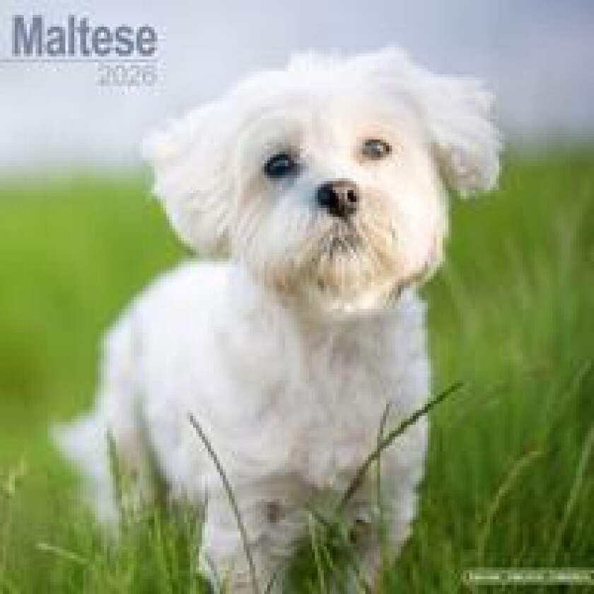 Maltese Calendar 2026 Square Dog Breed Wall Calendar - 16 Month