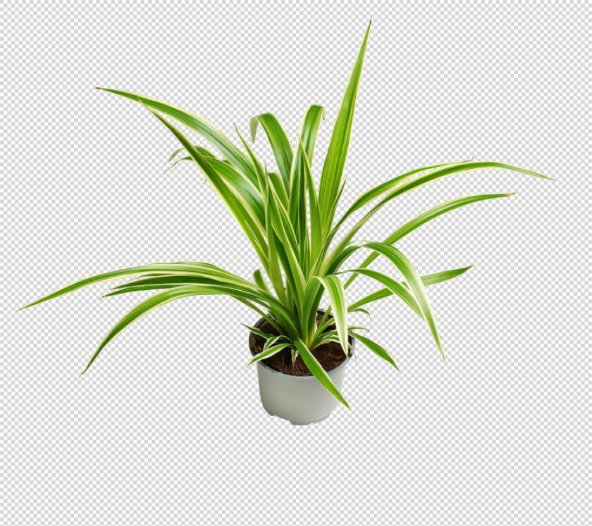 Grønnplanter Miks 17cm