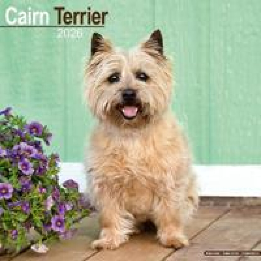 Cairn Terrier Calendar 2026 Square Dog Breed Wall Calendar - 16 Month