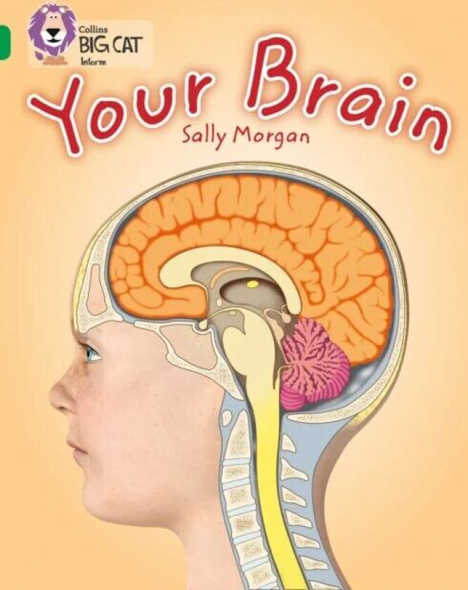 Your Brain av Sally Morgan