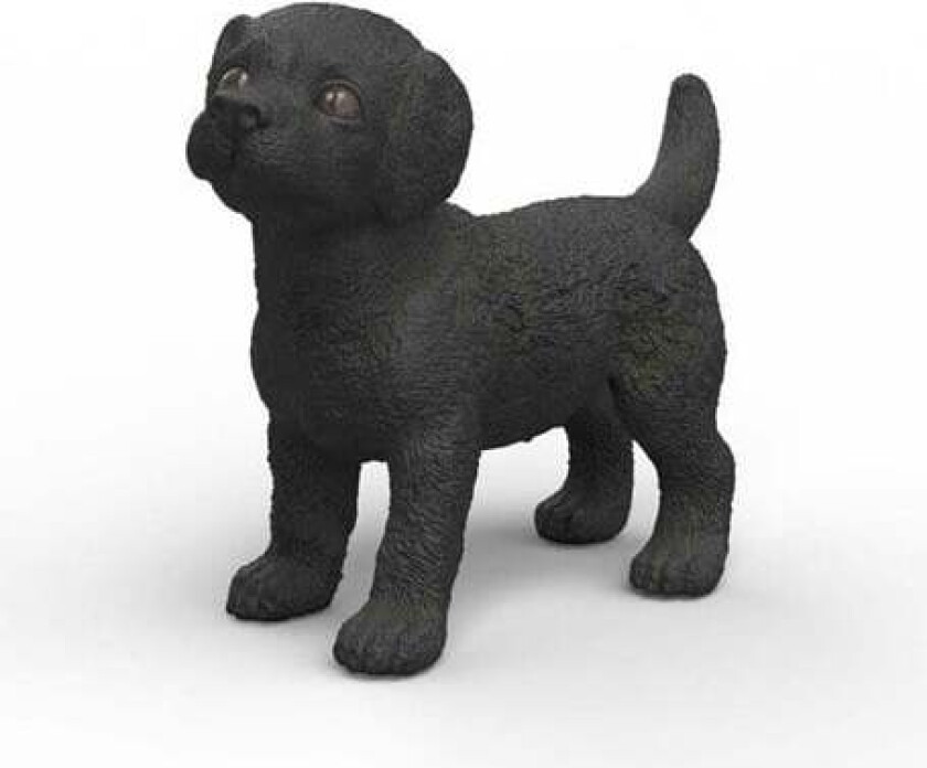 Black Labrador Retriever puppy