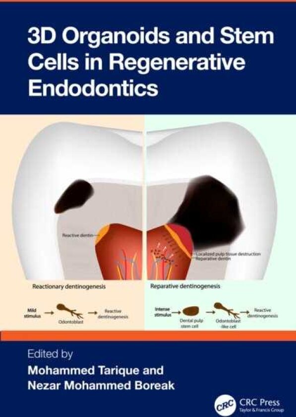 3D Organoids and Stem Cells in Regenerative Endodontics
