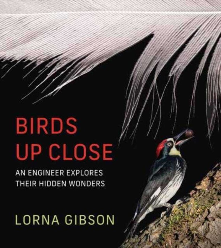 Birds Up Close An Engineer Explores Their Hidden Wonders